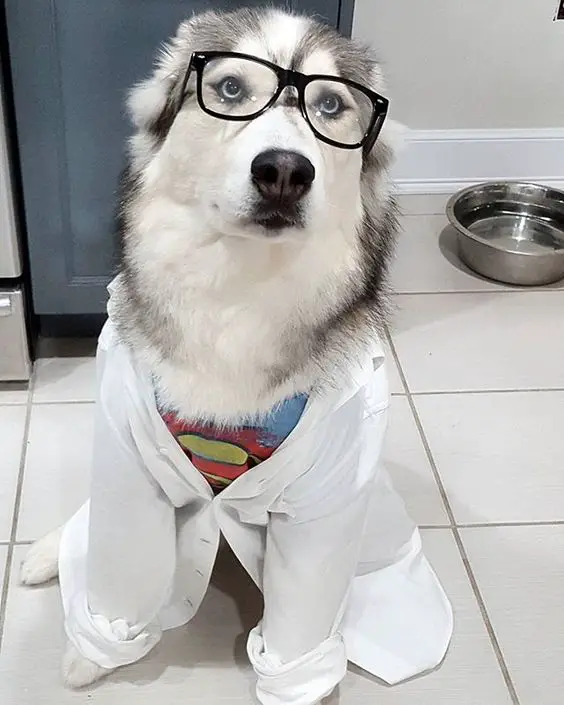 A Siberian Husky wearing a white long sleeved polo with a superman under shirt, and glasses while sitting on the floor