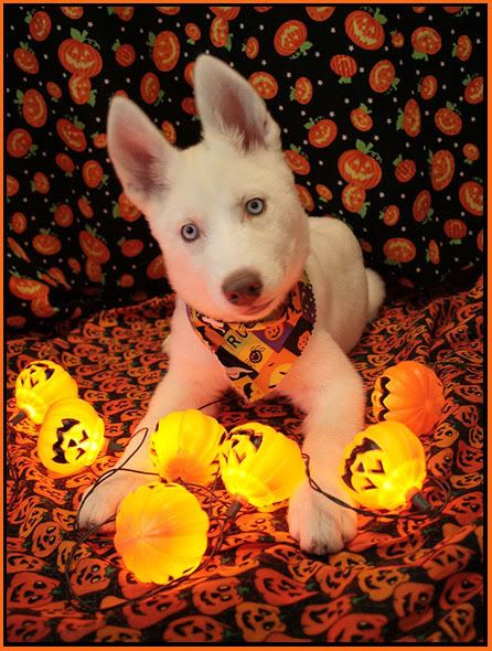 A Siberian Husky puppy lying on the bed wearing a halloween scarf in front if small pumpkin lights