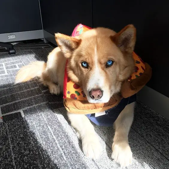 A Siberian Husky lying on the floor while wearing a pizza piece around its neck