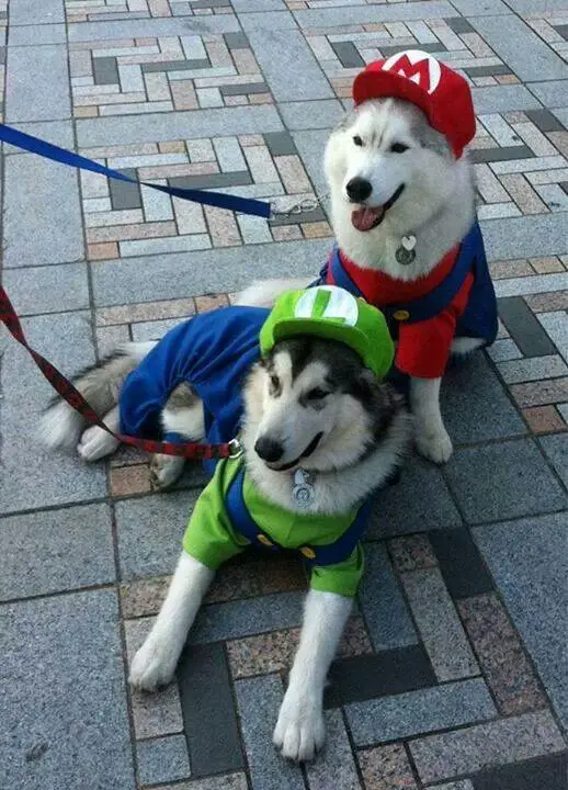 two Siberian Huskies in their Mario and Luigi costume while sitting on the pavement