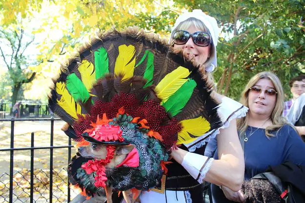 A chihuahua in thanksgiving turkey costume while being held by a woman at the park