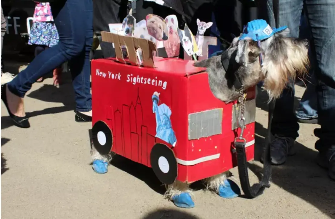 A dog in its sight seeing bus costume while standing on the pavement