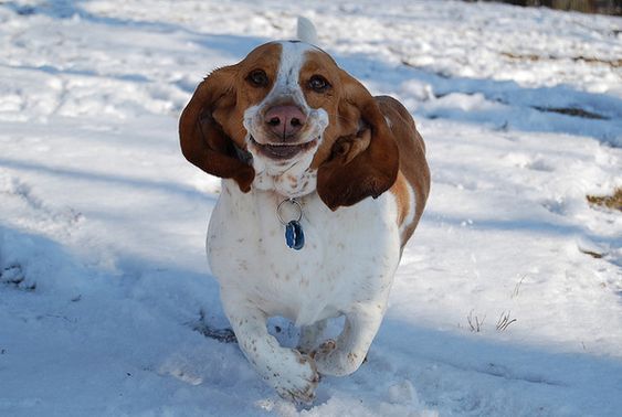A Basset Hound running outdoors in snow