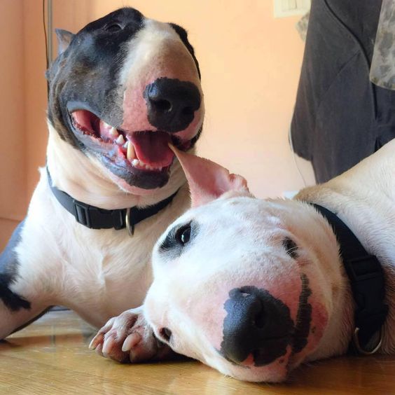 two English Bull Terrier lying on the floor