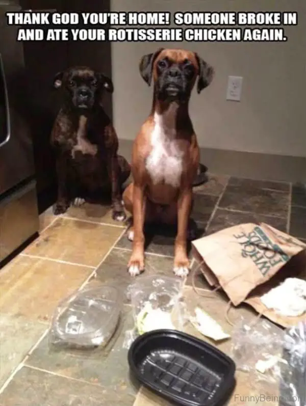 two Boxer dogs sitting on the floor with in front of a spilled and eaten chicken on a tray photo with text - Thank God you're home! Someone broke in and ate your Rotisserie Chicken again.