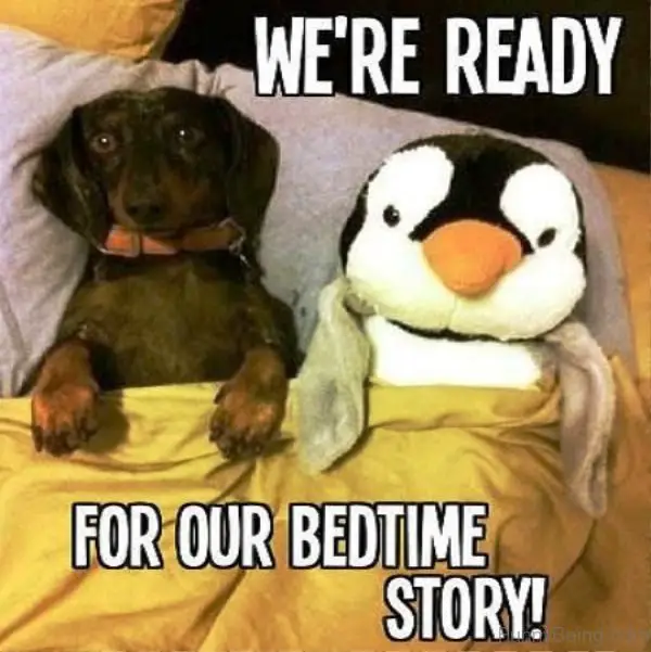 Dachshund lying on its bed next to a penguin stuffed toy snuggled together in blanket photo with a text- We're ready for our bedtime story!