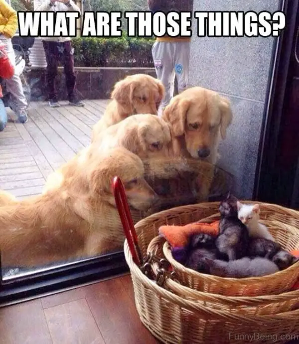 four Golden Retriever staring at the kittens in the basket behind the glass wall in the shop photo with text - What are those things?