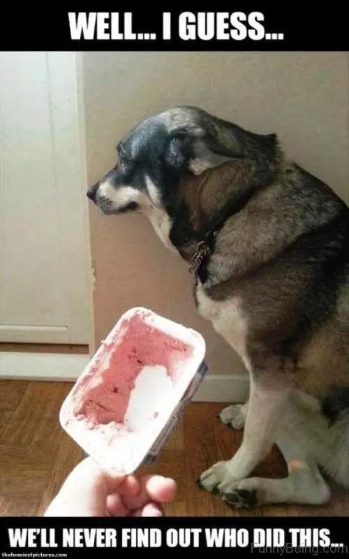 a dog sitting sideways on the floor in front of a half finished ice cream in the hands of a woman photo with a text - Well... I guess... we'll never find out who did this...