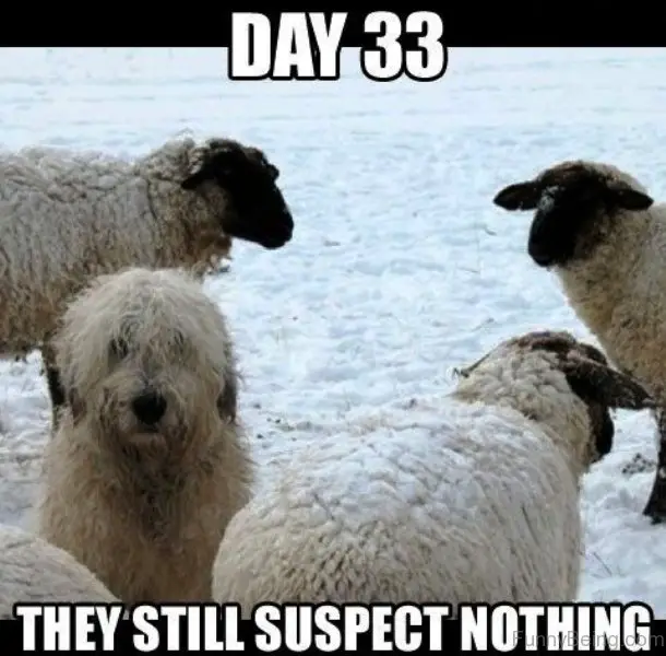 komondor puppy sitting in snow with a sheep photo with text - Day 33, they still suspect nothing