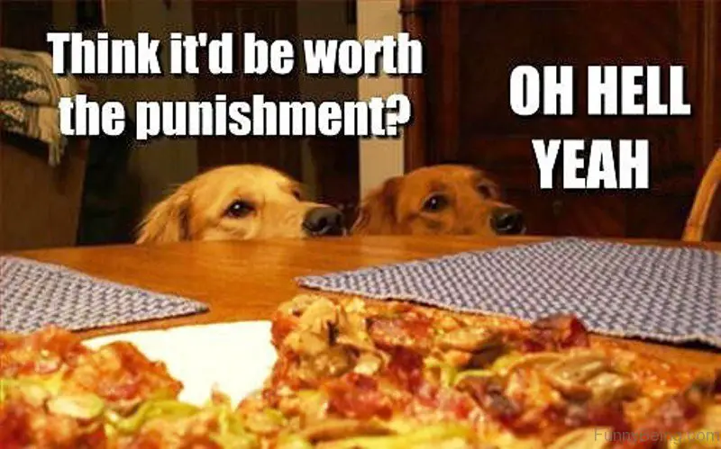 two Golden Retrievers smelling the pizza on the table photo with a text - Think it's be worth the punishment? Oh hell yeah