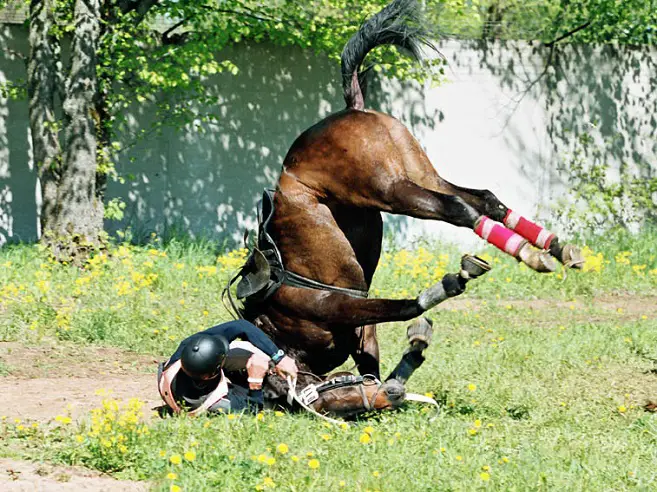 horse falling on its face and a man in the ground