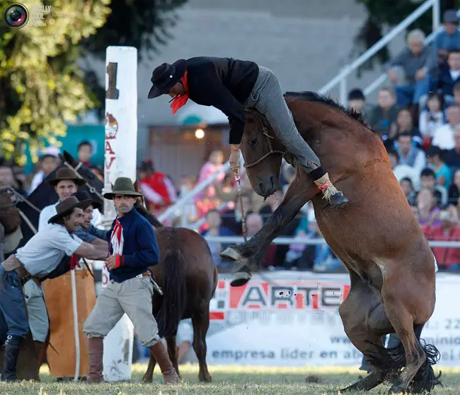 a horse standing up while a man is falling off from its head