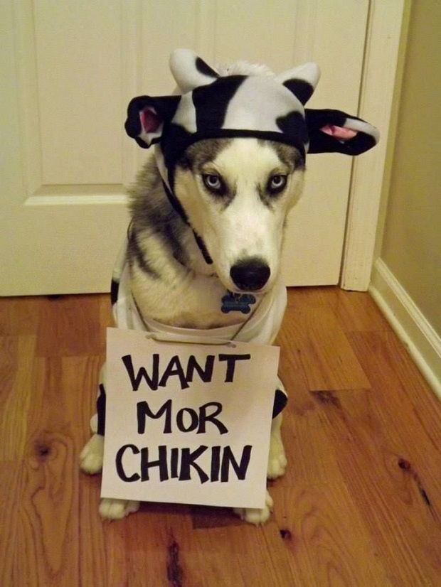 A Siberian Husky in cow costume while sitting on the floor and wearing a signboard that says - want mor chikin