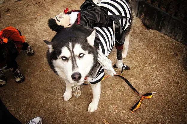 A Siberian Husky wearing a striped shirt with a man stuffed toy lying on its back