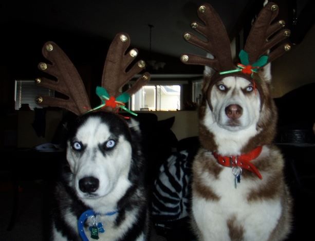 two Siberian Huskies in their reindeer costume