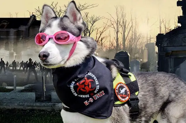 A Siberian Husky wearing a k-9 unit costume and pink goggles