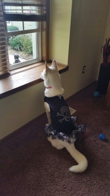 A Siberian Husky wearing a black dress with skull print while sitting on the floor and looking outside the window