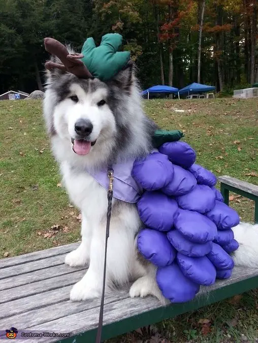 A Siberian Husky wearing a blueberry costume while sitting on the bench at the park