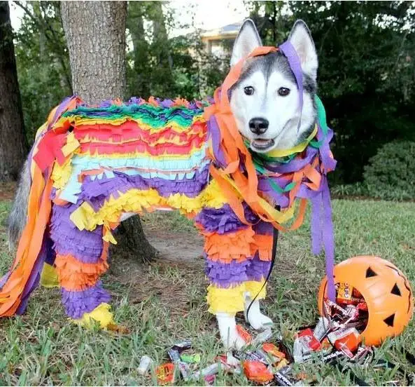 A Siberian Husky wearing a colorful pinata costume while standing on the grass at the park