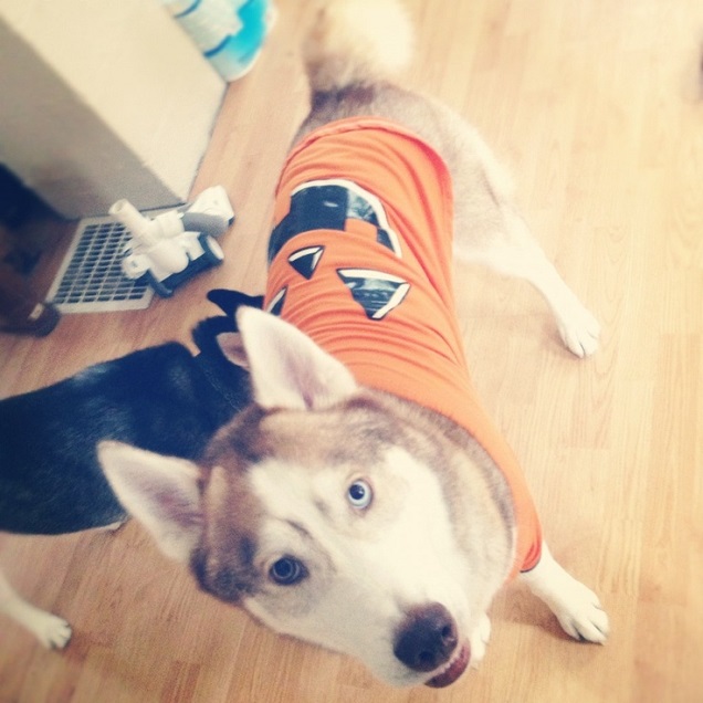A Siberian Husky wearing a pumpkin shirt while standing on the floor and looking up