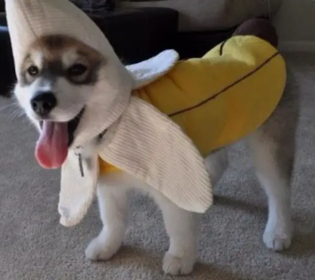 A Siberian Husky puppy wearing banana costume while standing on the floor with its tongue out