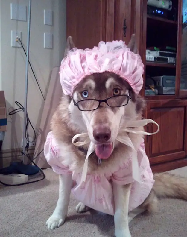 A Siberian Husky in big bad wolf costume while sitting on the floor