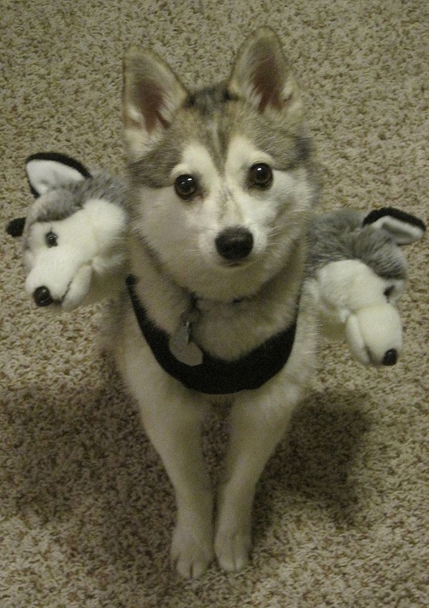 A Siberian Husky puppy wearing two little husky heads on its back while sitting on the floor