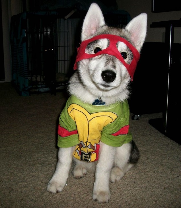 A Siberian Husky puppy in ninja turtles look while sitting on the floor