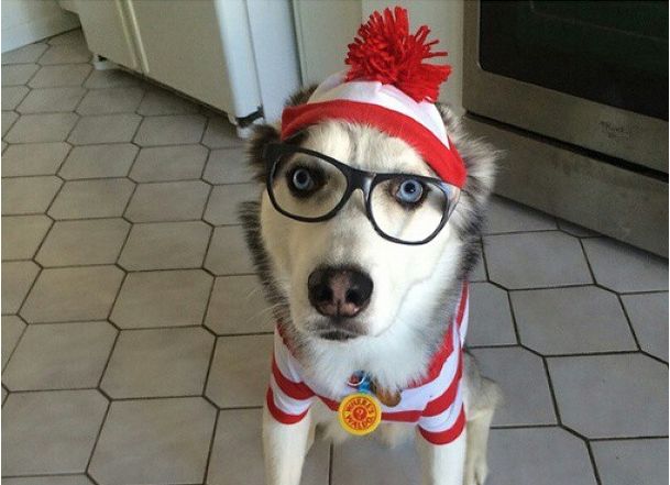 A Siberian Husky wearing a striped red and white shirt and beanie, and glasses while sitting on the floor
