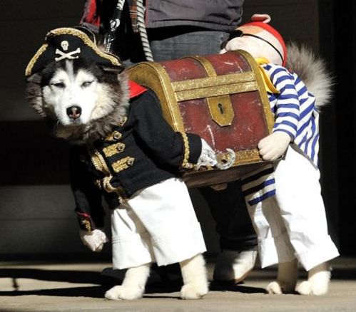 A Siberian Husky in treasure chest costume while walking in the street
