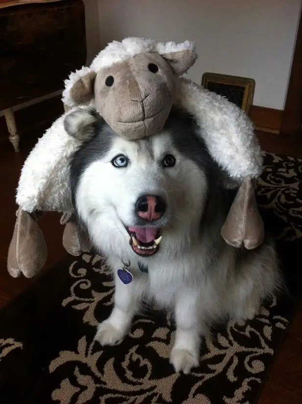 A Siberian Husky with a sheep stuffed toy on top of its head while sitting on the carpet