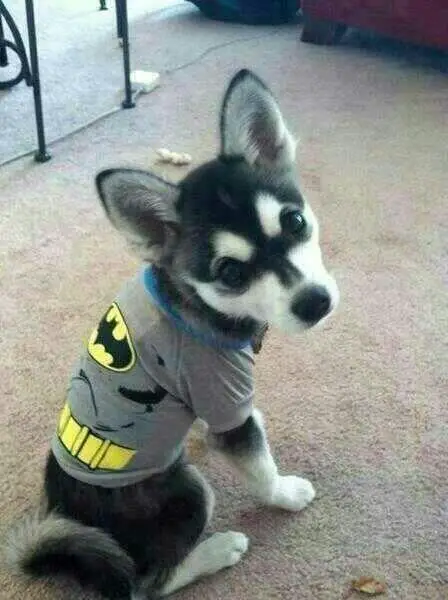 A Siberian Husky wearing a batman costume while sitting on the floor