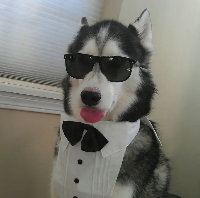 A Siberian Husky wearing a collar and sunglasses with its tongue sticking out
