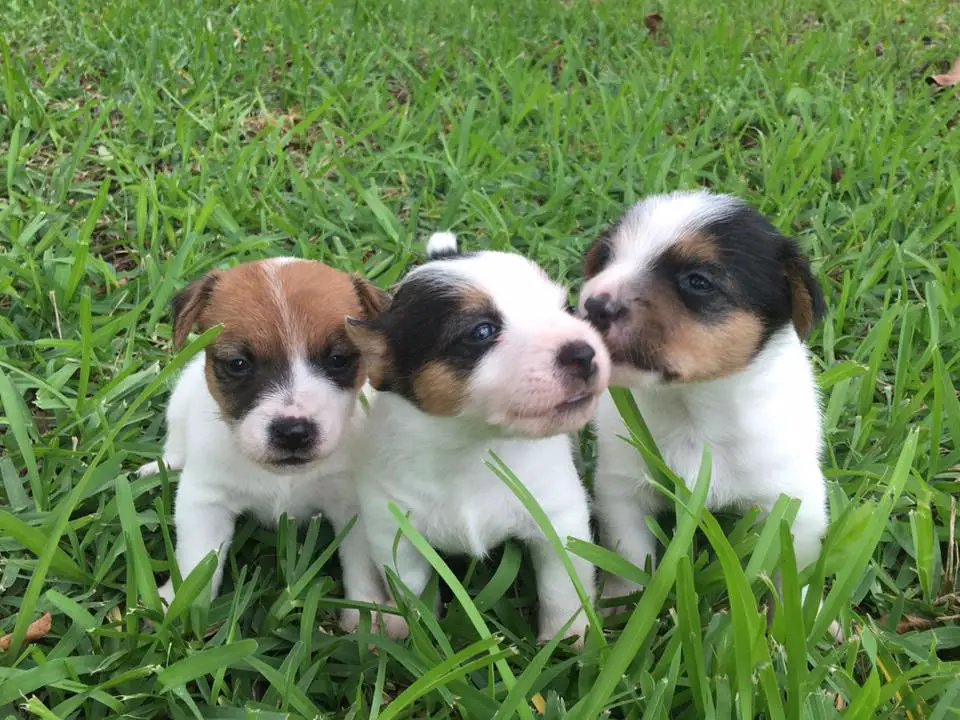 three Jack Russell Terrier puppies standing in the grass