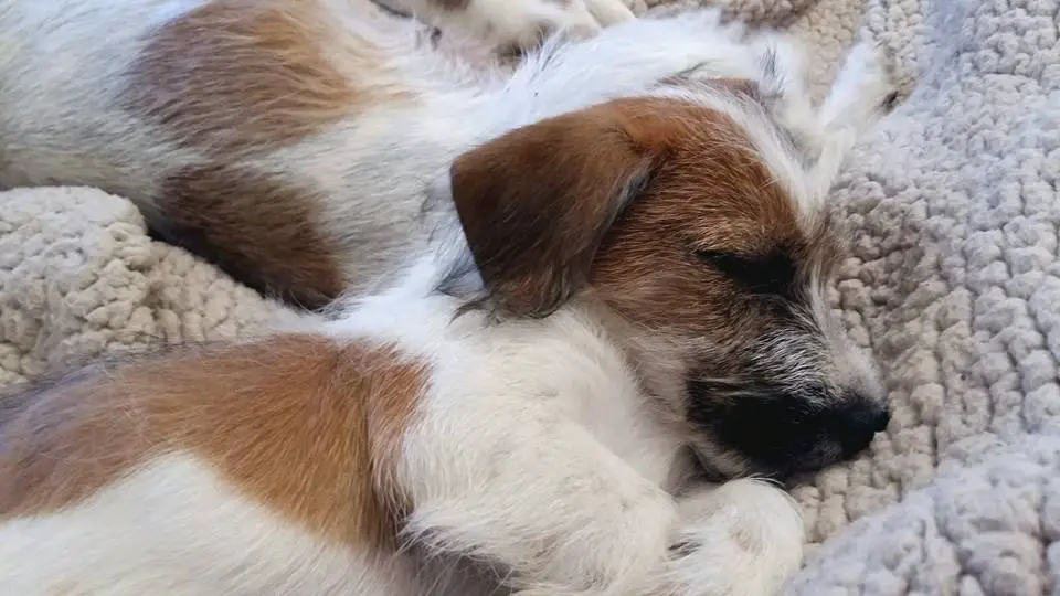 A Jack Russell Terrier puppy sleeping soundly on the bed