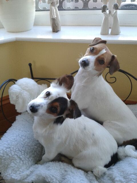 two Jack Russell Terriers sitting on their bed while tilting their heads