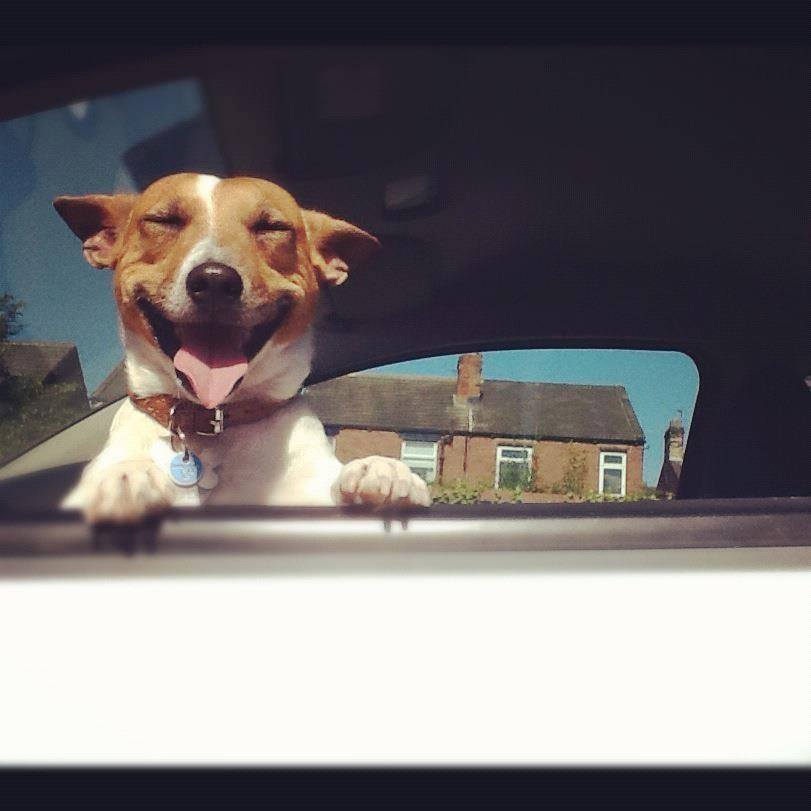 A Jack Russell Terrier smiling while by the window inside the car