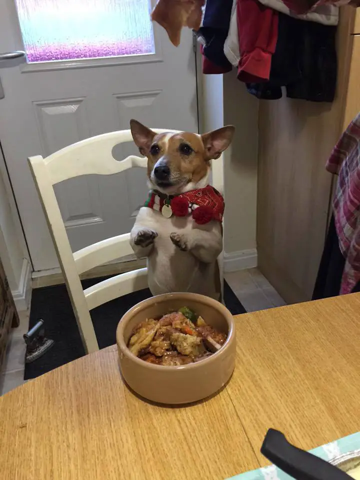 A Jack Russell Terrier sitting pretty at the table in front of its bowl of food