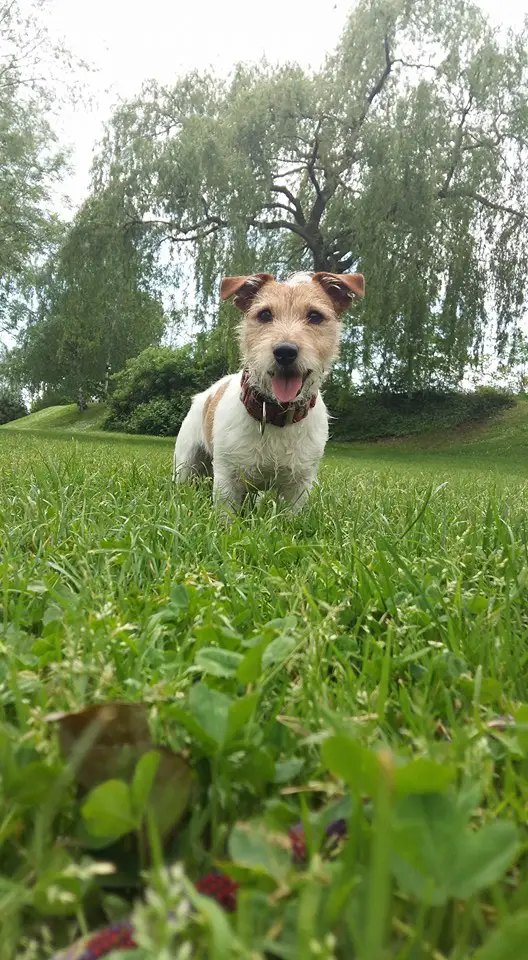 A Jack Russell Terrier standing on the grass at the park