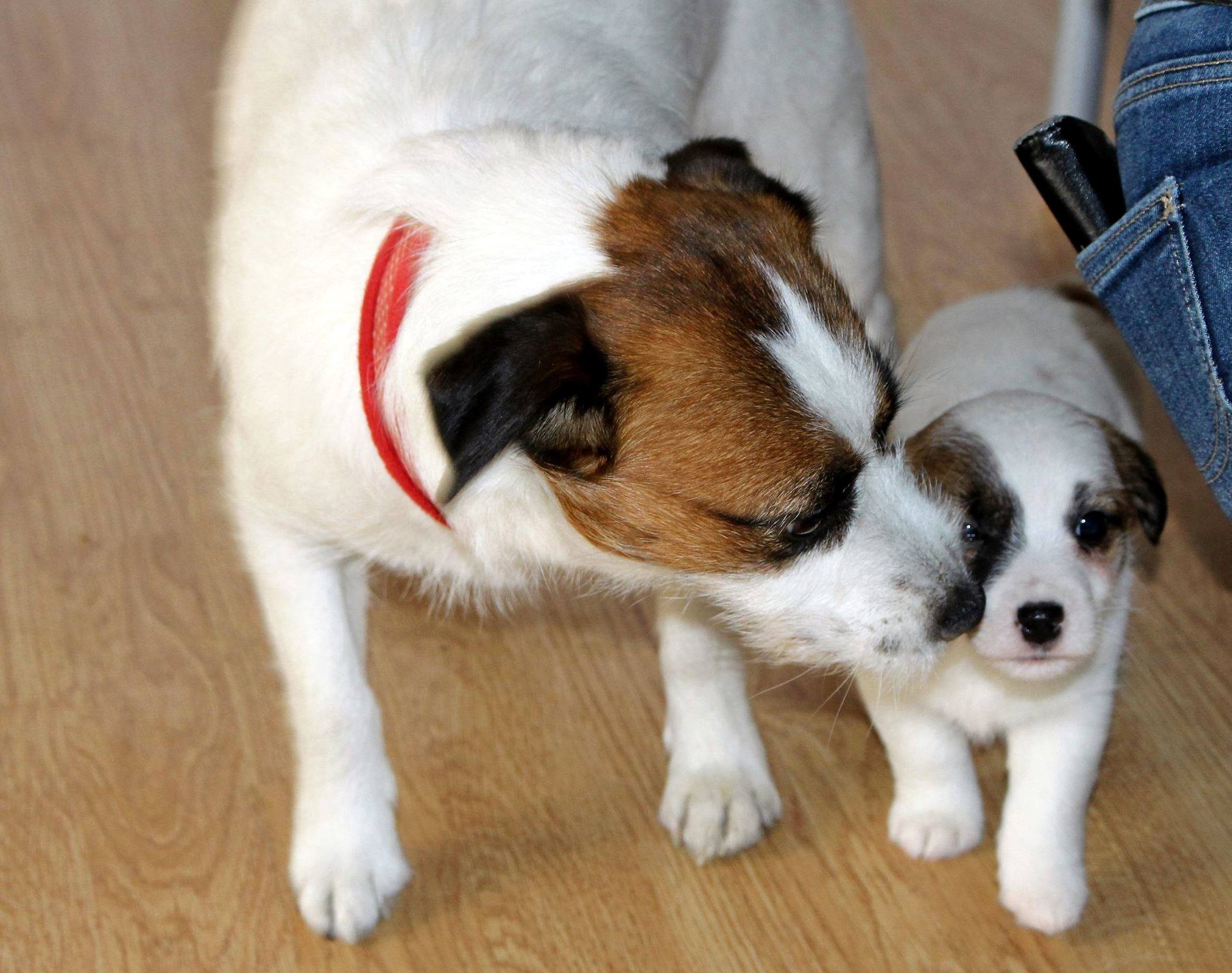 A Jack Russell Terrier smelling her puppy standing next to her on the floor