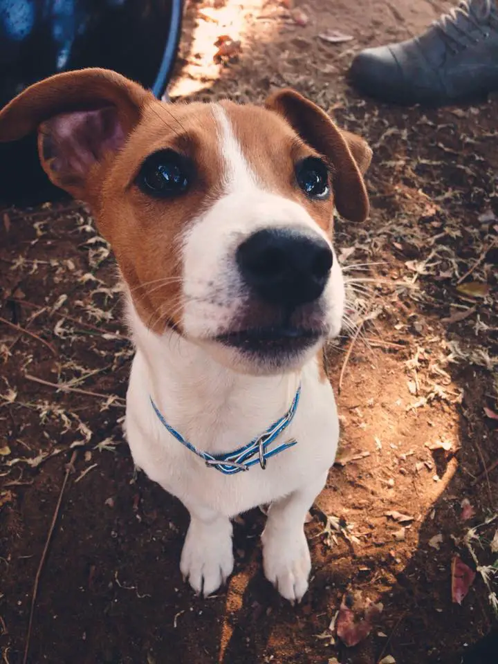 A Jack Russell Terrier standing on the ground while staring with its adorable eyes
