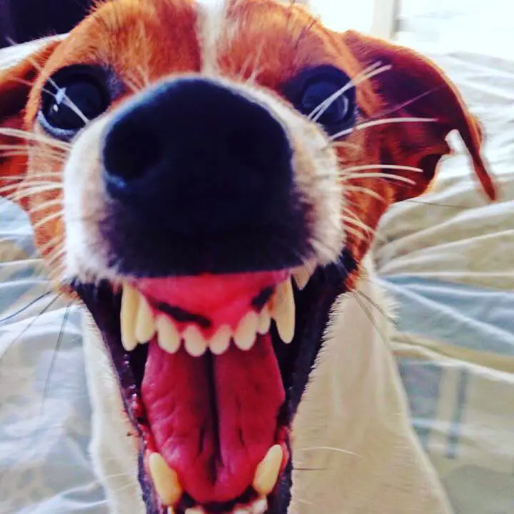 A Jack Russell Terrier on the bed with its mouth wide open