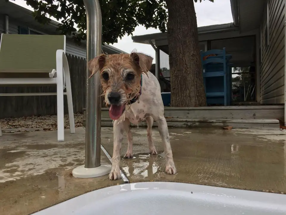 A wet Jack Russell Terrier standing on the pool side