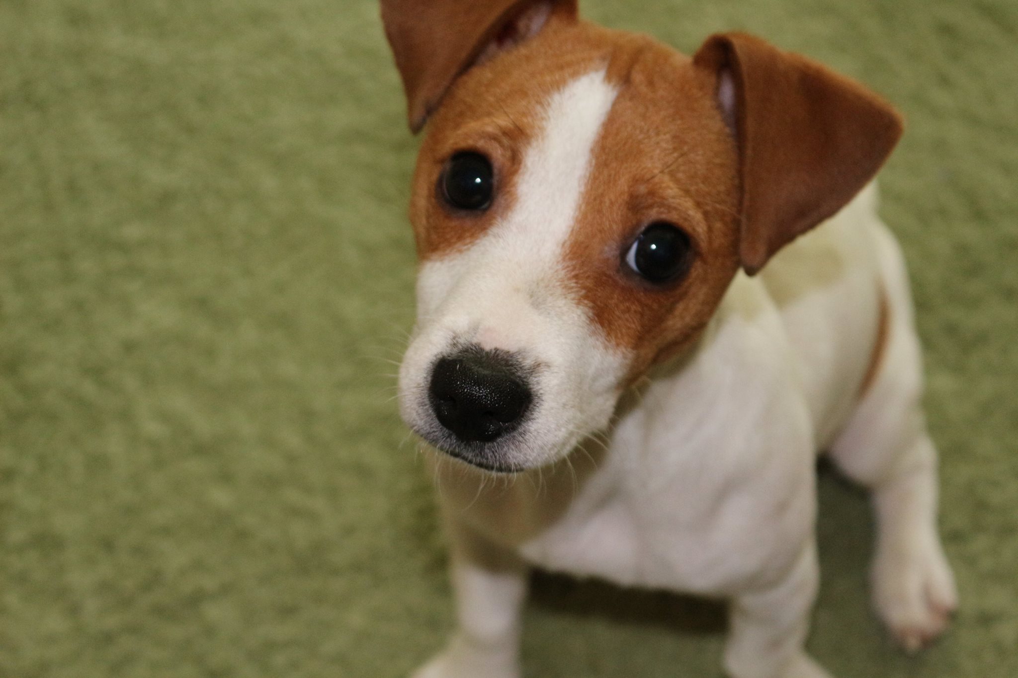 A Jack Russell Terrier puppy sitting on the grass with its begging eyes