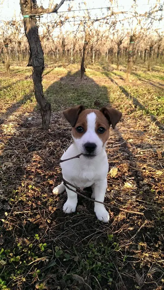 A Jack Russell Terrier sitting in the forest with a stick in its mouth