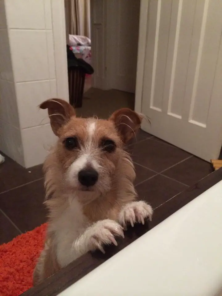 A Jack Russell Terrier leaning towards the sink in the bathroom while staring