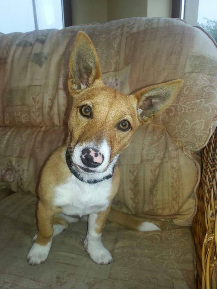 A Jack Russell Terrier sitting on the couch with its curious face