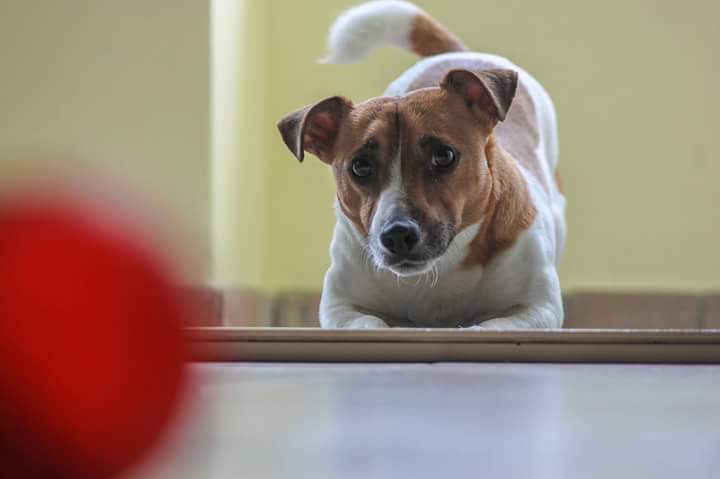 A Jack Russell Terrier in a bow play position while staring at the red ball in front of him