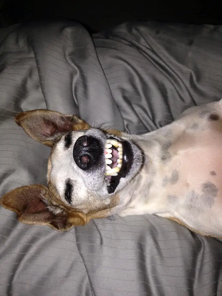 A Jack Russell Terrier sleeping on the bed while smiling showing its full teeth