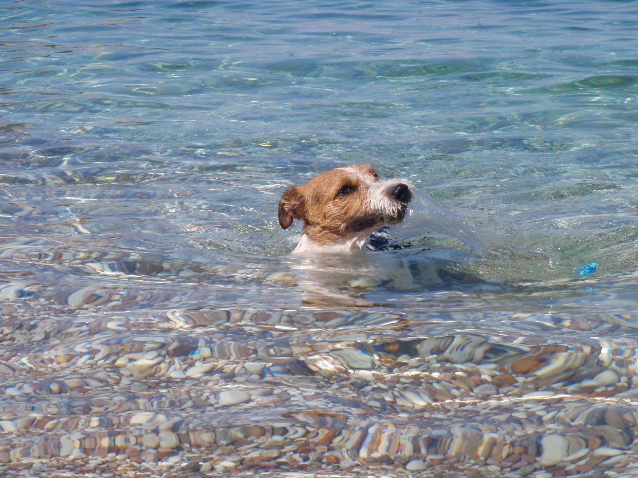 A Jack Russell Terrier swimming in the water at the beach
